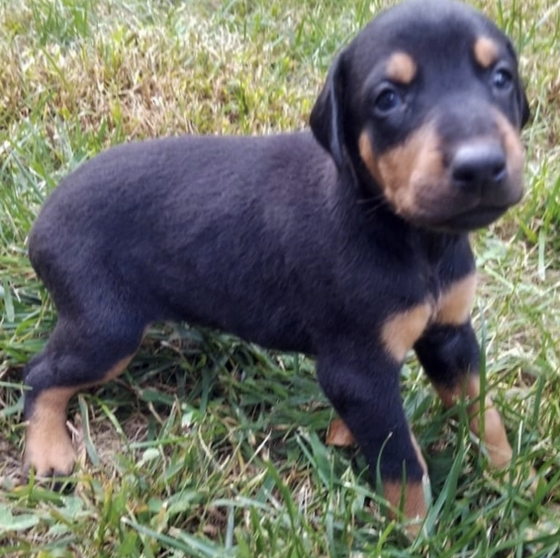 comprar cachorros sanos, baratos y asequibles para la venta